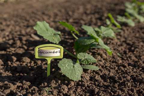 How To Grow Cucumbers