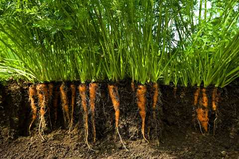 How To Grow Carrots