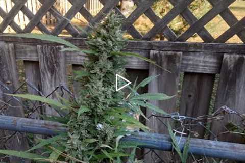 How to Make Juicy Buds? Fermented Fruit Juice (FFJ-JADAM method) The Grow Variety Show ep.161