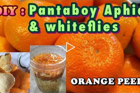 ORANGE PEEL FERTILIZER & PESTICIDE| Pantaboy whiteflies and aphids( with Eng Subtitle)| DIY