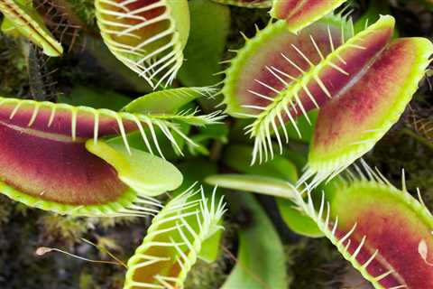 Beginner’s Guide to Carnivorous Houseplants