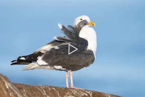 Preening Western Gull  Image Optimization with Arthur Morris/BIRDS AS ART