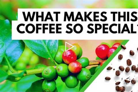 5 Unbelievable Facts About Ugandan Coffee