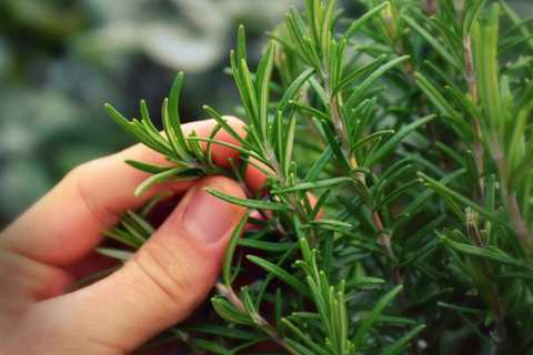 8 Best Substitutes for Rosemary to Replicate Its Unique Aroma