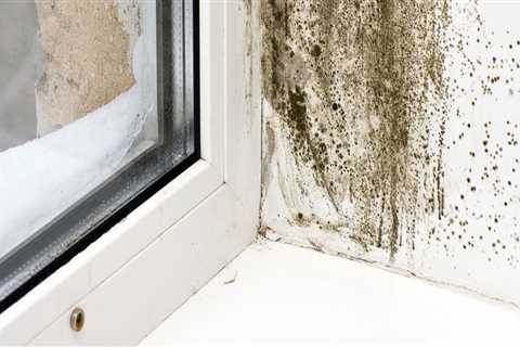 Can you ever fully get rid of black mold?