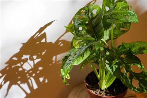 How to Repot a Large Plant Without Killing It