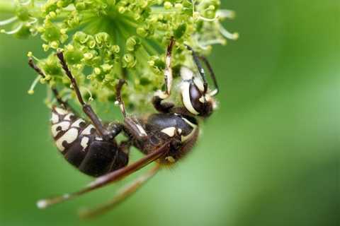 What to Do if You See a Bald-Faced Hornet Nest