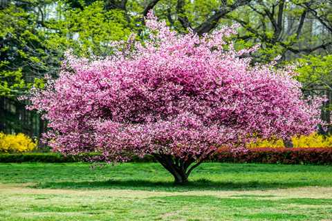 10 Best Spring Flowers