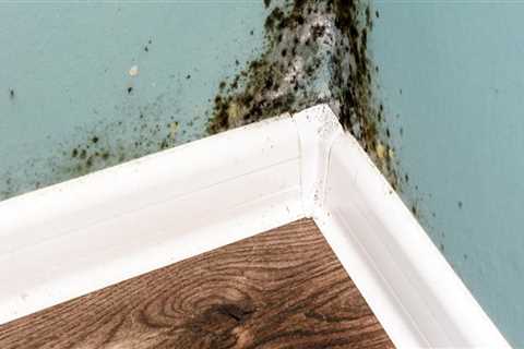 How long does mold last?