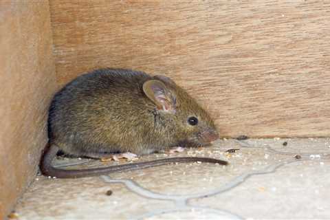 8 Most Common Types of Mice You’ll Find in Your House