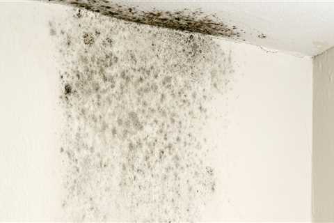 How long does black mold removal take?
