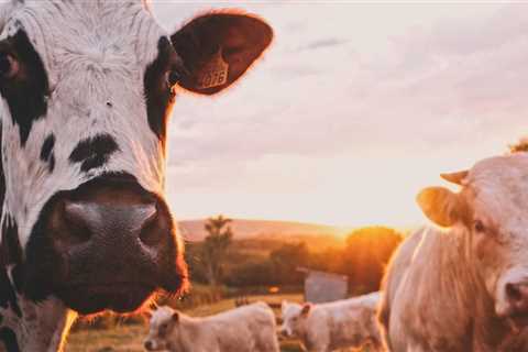 What is the role of livestock in sustainable farming?