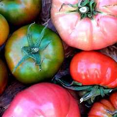 Ingredient Spotlight: Tomatoes