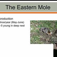 Uncovering the Eastern Mole's Diet: Insights from Wildlife Expert Stephen Vantassel