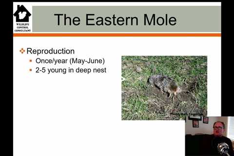 Uncovering the Eastern Mole's Diet: Insights from Wildlife Expert Stephen Vantassel