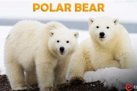 Polar Bear