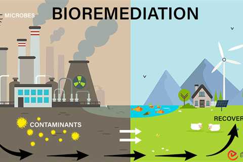 What is Bioremediation