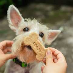 Things to do with your dog this weekend